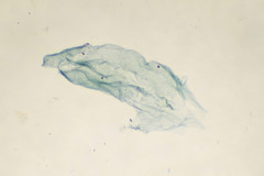 Agdistis bennetii