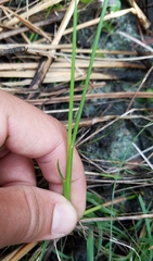Paspalum monostachyum