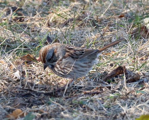 Song Sparrow