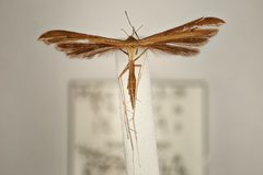 Stenoptilia pterodactyla
