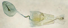 Stenoptilia pterodactyla
