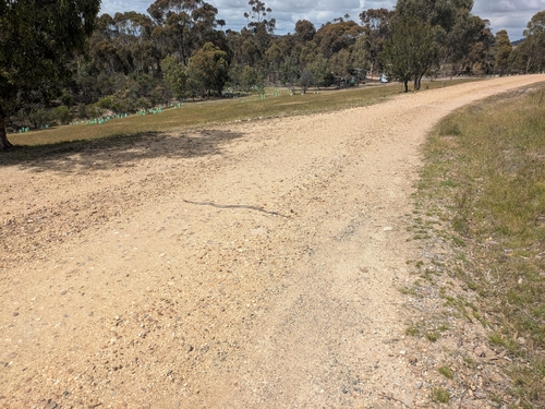 Eastern Brown Snake sighting