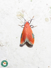 Talara coccinea