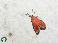 Talara coccinea