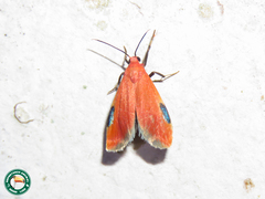 Talara coccinea