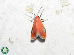 Talara coccinea