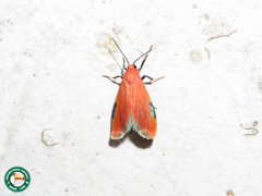 Talara coccinea