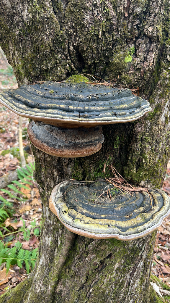 Phellinus alni
