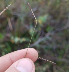 Paspalum blodgettii