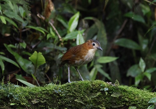 Rusty-tinged Antpitta (Grallaria przewalskii), photo 1
