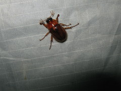 Cyclocephala borealis