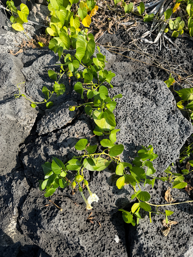 Ipomoea violacea observed 2025-11-27