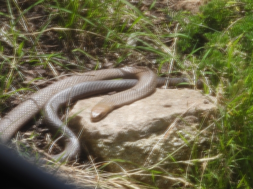 Eastern Brown Snake sighting