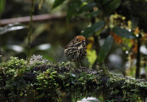 Ochre-fronted Antpitta (Grallaricula ochraceifrons), photo 1