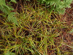 Carex pansa