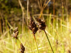 Carex pansa