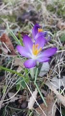 Crocus