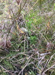 Zeltnera muehlenbergii