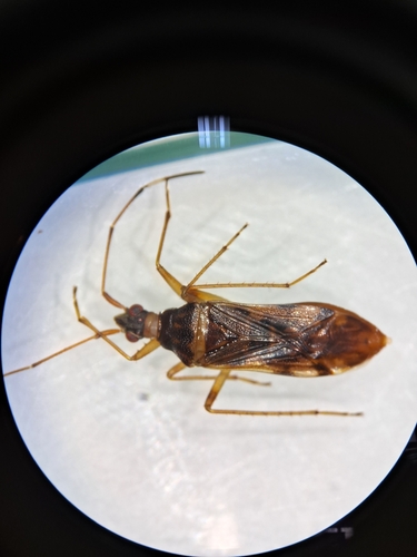 Ozophora depicturata