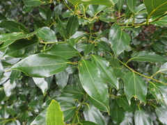 Cinnamomum yabunikkei