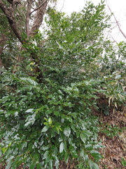 Cinnamomum yabunikkei
