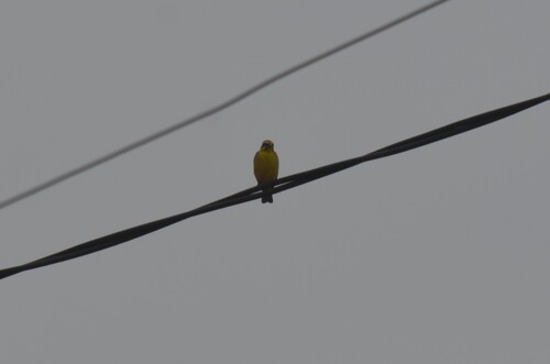Yellow-fronted Canary