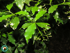 Eumachia cephalantha