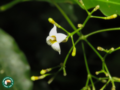 Eumachia cephalantha