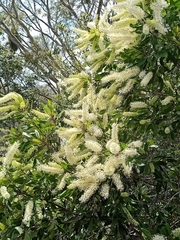 Buckinghamia celsissima