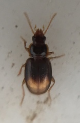 Mioptachys flavicauda