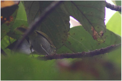 Phylloscopus cebuensis