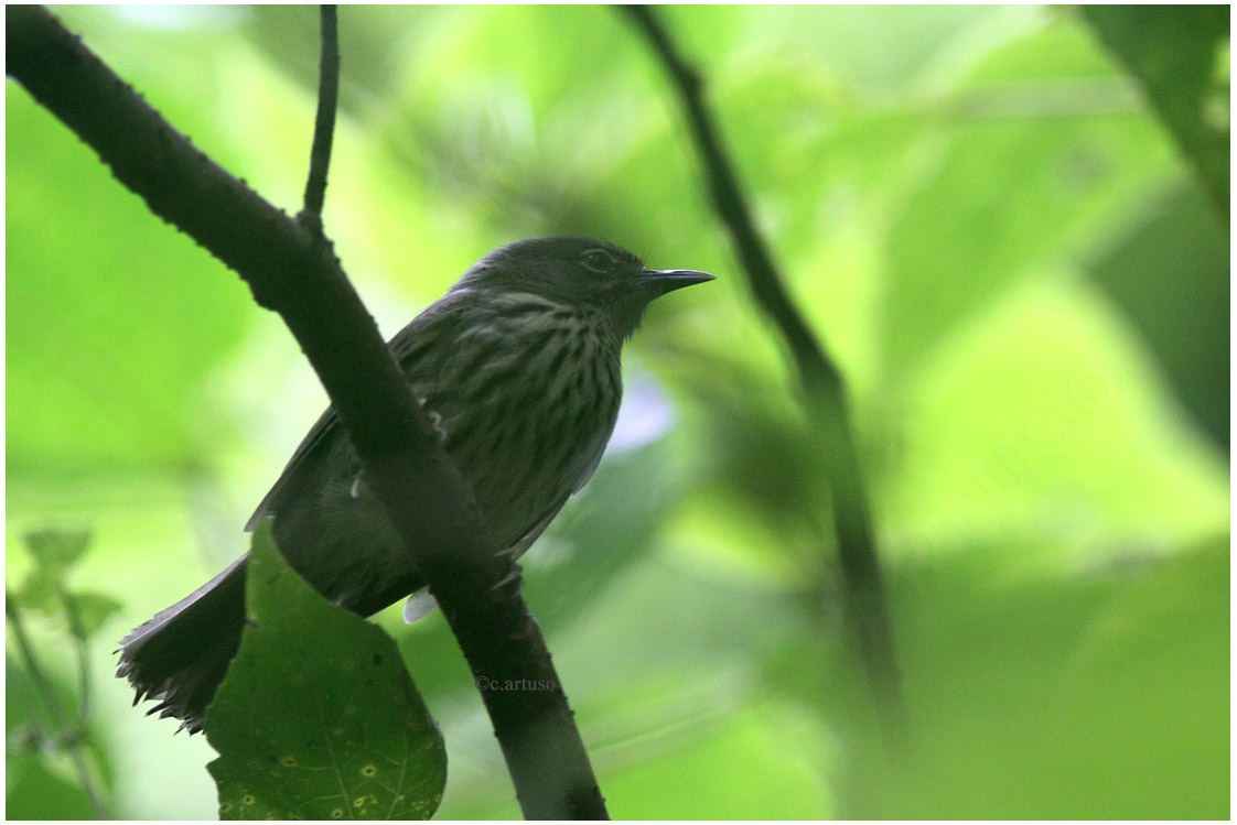 Luzon Striped-Babbler illustration