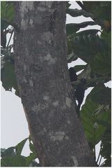 Mulleripicus funebris