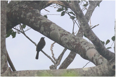 Hypsipetes philippinus