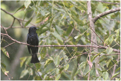 Surniculus velutinus