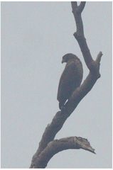 Spilornis holospilus