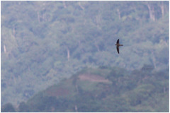 Aerodramus mearnsi