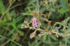 Lepidaploa karstenii