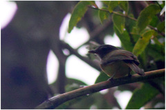 Pachycephala philippinensis