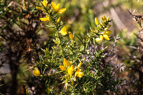 Avistamiento Ulex parviflorus