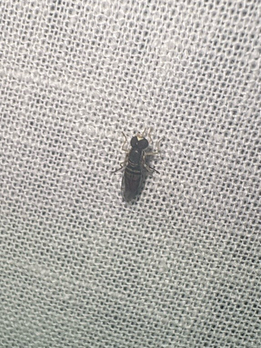 Unknown species found near Open Plain Dr, Pflugerville, TX, US