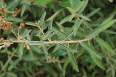 Lepidaploa karstenii