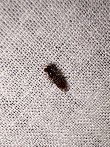 Unknown species found near Open Plain Dr, Pflugerville, TX, US