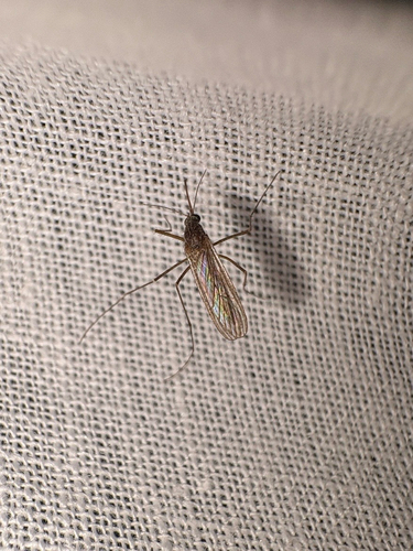 Unknown species found near Open Plain Dr, Pflugerville, TX, US