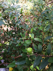 Annona globiflora
