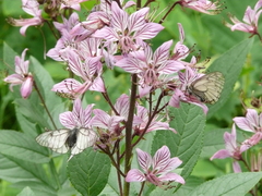 Dictamnus dasycarpus