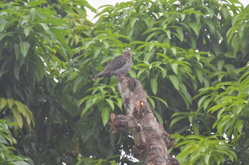 Red-eyed Dove
