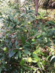 Annona globiflora