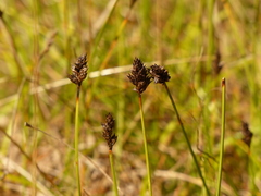 Carex pansa