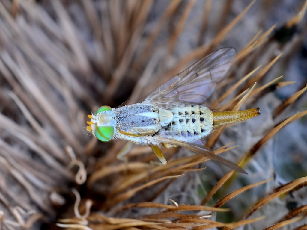 Woolly Thistle Fly